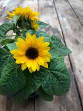 Load image into Gallery viewer, Sunflower Kid's Garden in a Bag Kit