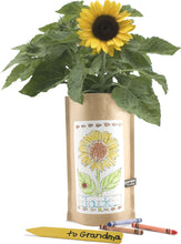 Load image into Gallery viewer, Sunflower Kid's Garden in a Bag Kit