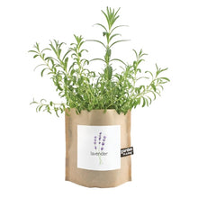 Load image into Gallery viewer, Lavender Garden In A Bag
