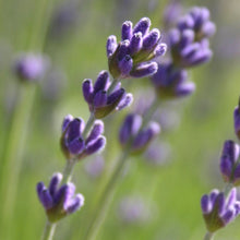 Load image into Gallery viewer, Lavender Garden In A Bag