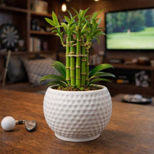 Load image into Gallery viewer, Golf Ball Planter
