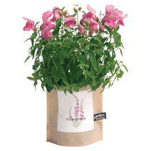 Load image into Gallery viewer, Snapdragons Garden in a Bag
