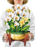 Serenity Orchid - Pop Up Bouquet