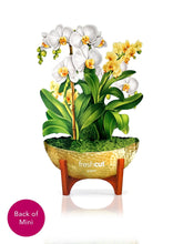 Load image into Gallery viewer, MINI Serenity Orchid - Pop Up Bouquet
